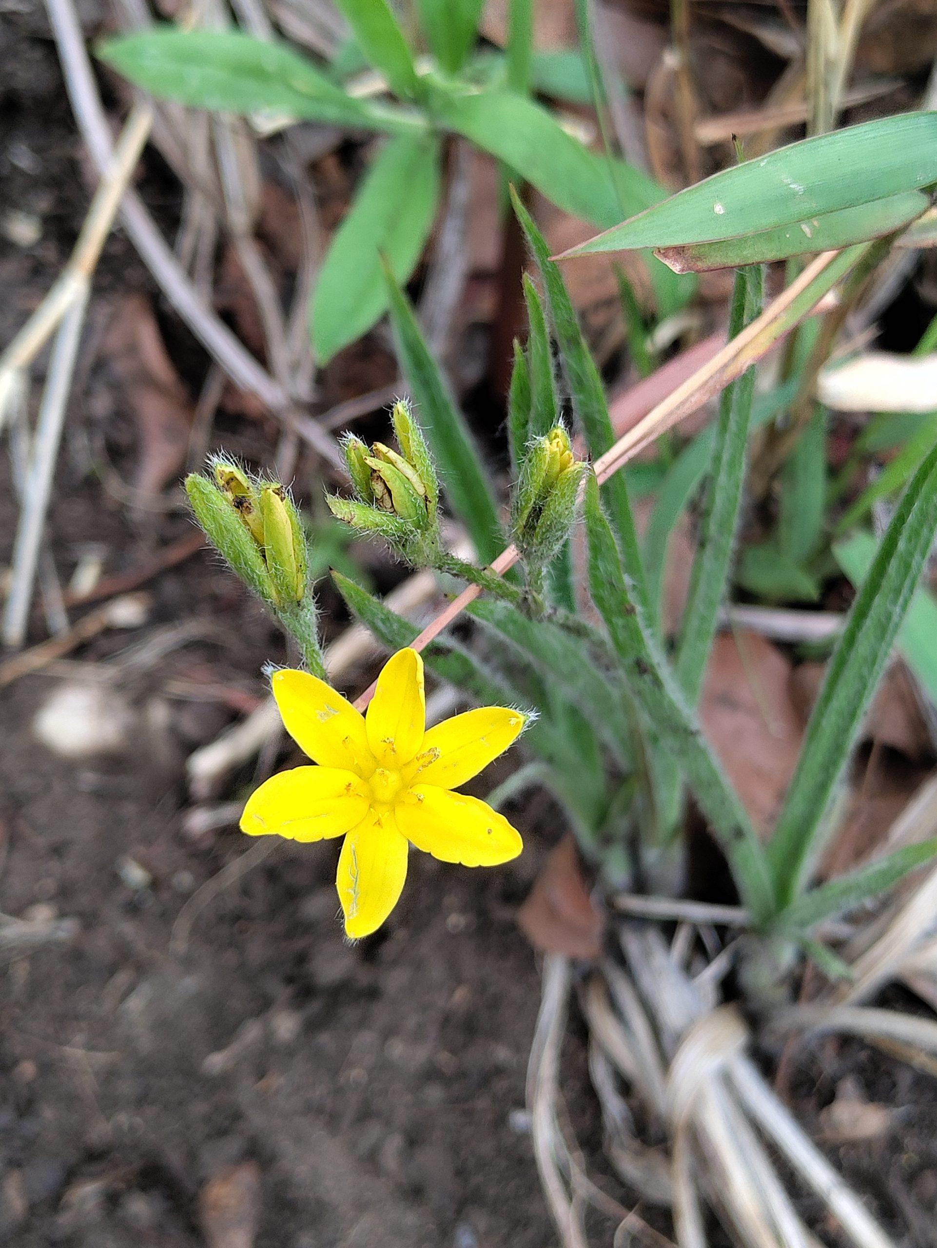 small yellow wildflower