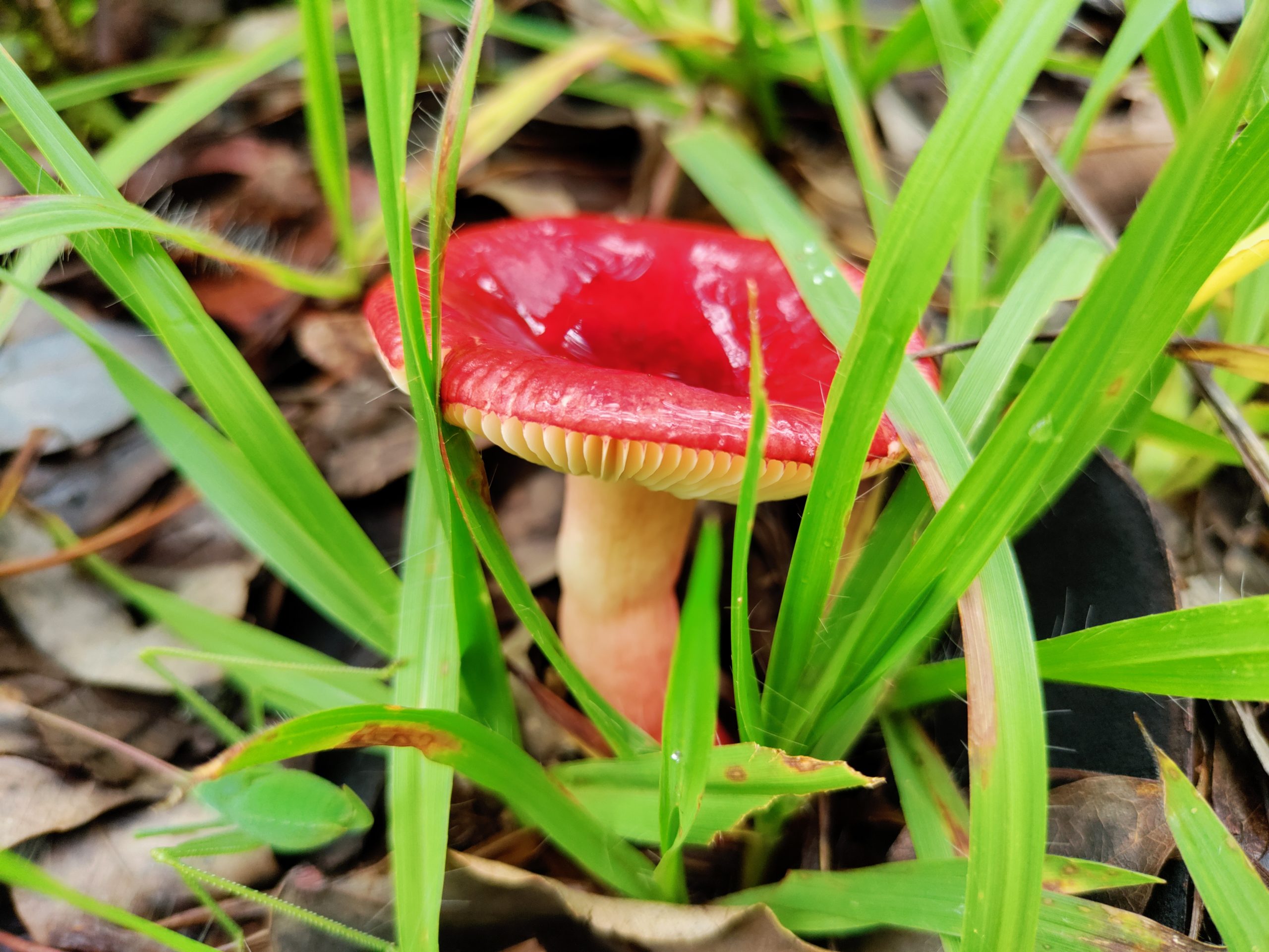 A Beetle in a Mushroom