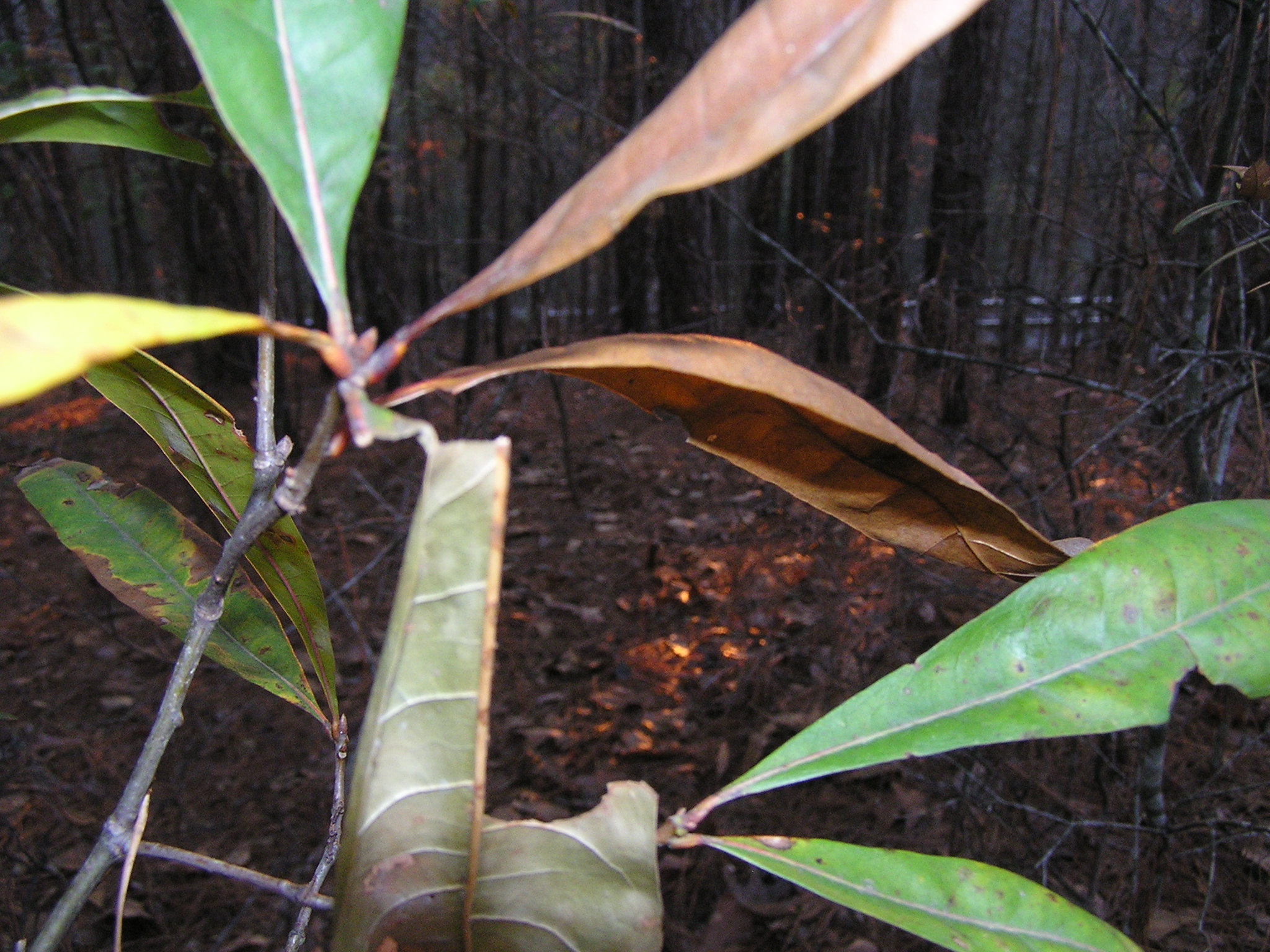 Swinging Leaf