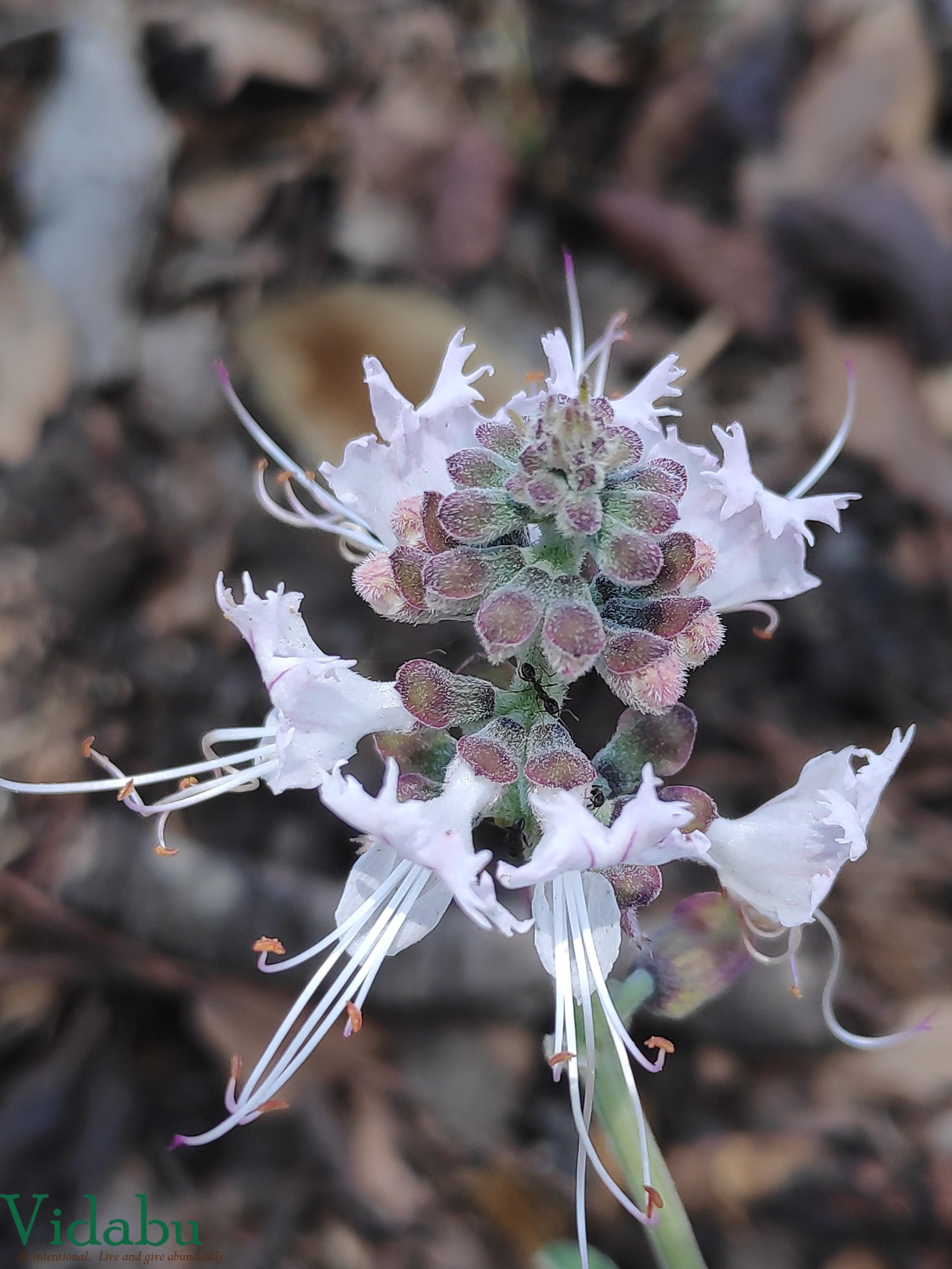 interesting white flower with strange shapes