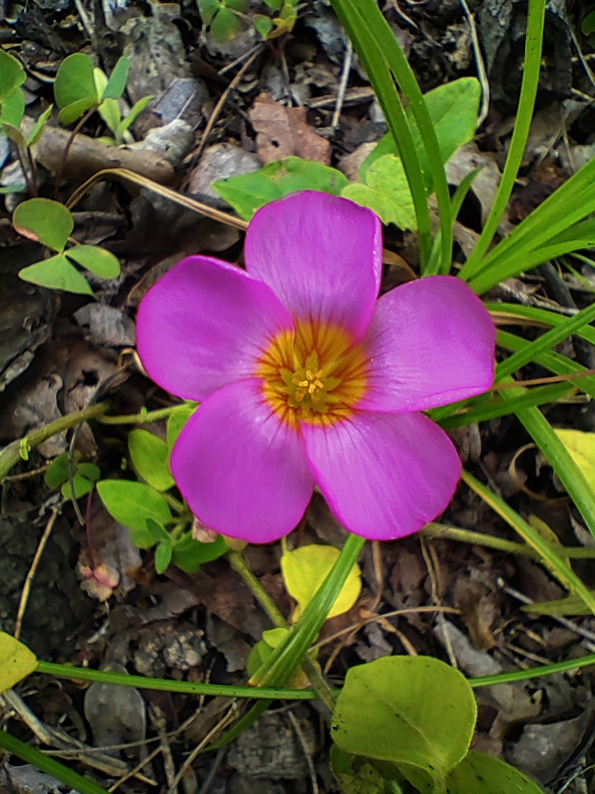 Purple 5-pedaled flower