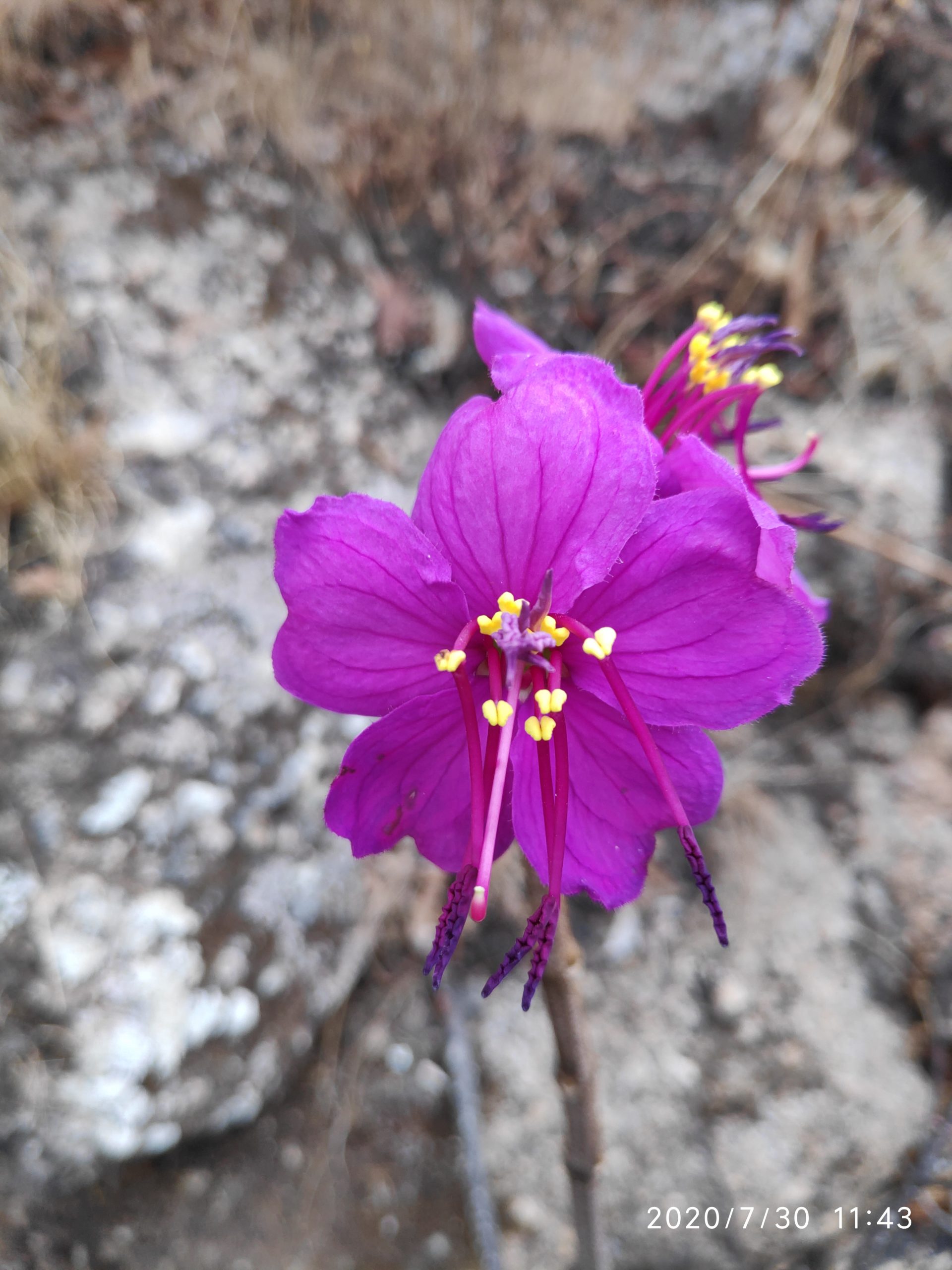 Purple flower on rock