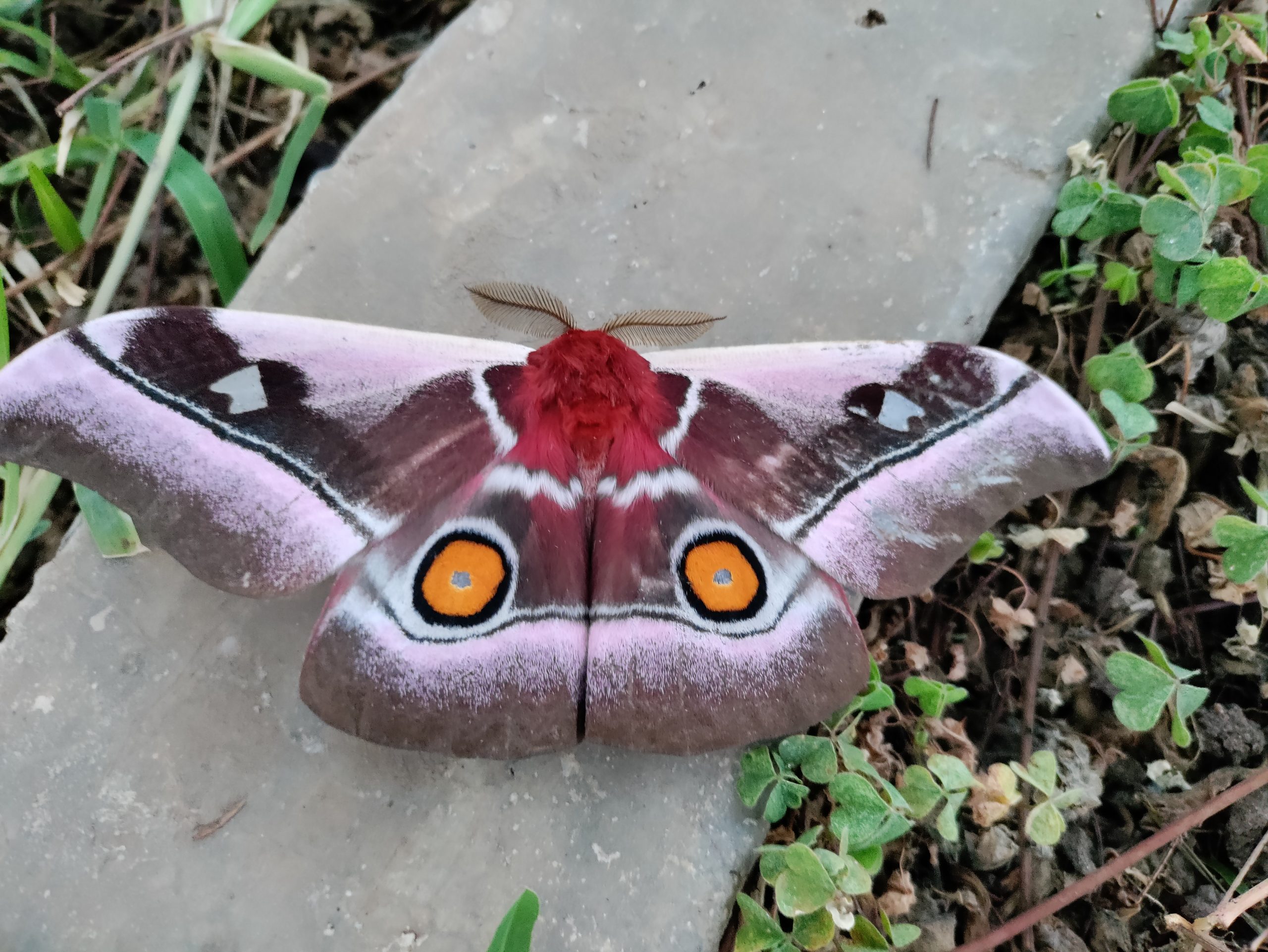 Caterpillar changed to moth